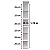 Torre de Prateleira Estante MDF 170 CM Decoração Organizar Casa Quarto Escritório Produtos Perfumes - Imagem 1