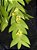 Dendrobium Terminale - Imagem 3