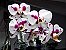 Phalaenopsis Yu Pin Pearl - Imagem 2