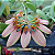 Bulbophyllum Weberi - Imagem 1
