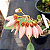Bulbophyllum Weberi - Imagem 3