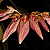 Bulbophyllum Weberi - Imagem 4