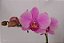 Phalaenopsis Pink Yukidian - Imagem 1
