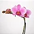 Orquídea Phalaenopsis Pink Yukidian - Imagem 1