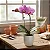 Orquídea Phalaenopsis Pink Yukidian - Imagem 3