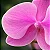 Orquídea Phalaenopsis Pink Yukidian - Imagem 2