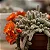 Echinopsis Chamaecereus ou Cacto de Amendoim - Imagem 1