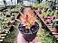 Crassula Campitella "Campfire" - Imagem 4