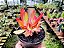 Crassula Campitella "Campfire" - Imagem 1