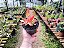 Crassula Campitella "Campfire" - Imagem 5
