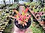 Crassula Campitella "Campfire" - Imagem 3