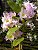 Dendrobium Sweet Rose - Imagem 1