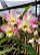 Dendrobium Nobile Sweet Rose - Imagem 2