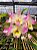 Dendrobium Nobile Sweet Rose - Imagem 3