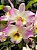 Dendrobium Nobile Sweet Rose - Imagem 4