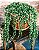 Colar de Perolas (Senecio rowleyanus) - Suculenta - Imagem 1