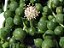 Suculenta Colar de Perolas - Senecio rowleyanus - Imagem 5