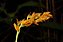 Bulbophyllum Cupreum - Imagem 2
