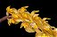 Bulbophyllum Cupreum - Imagem 1
