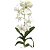 Orquídea Denphal Nigara White (branca) - Imagem 3