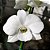 Orquídea Denphal Nigara White (branca) - Imagem 4