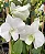 Orquídea Denphal Nigara White (branca) - Imagem 2