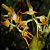 Orquídea Bulbophyllum Flammuliferum - Imagem 2