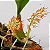 Orquídea Bulbophyllum Flammuliferum - Imagem 3