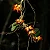 Orquídea Bulbophyllum Flammuliferum - Imagem 1