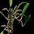 Orquídea Bulbophyllum Flammuliferum - Imagem 4
