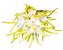 Bulbophyllum Odoratissimum (muda menor) - Imagem 1