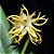 Bulbophyllum Odoratissimum (muda menor) - Imagem 2