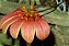 Bulbophyllum Sunshine Queen - Imagem 1