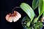 Bulbophyllum Sunshine Queen - Imagem 2