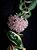 Hoya Compacta Variegata (Flor de cera ) - Imagem 3