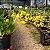 Oncidium Twinkle Amarelo - Imagem 2