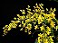 Oncidium Twinkle Amarelo - Imagem 1