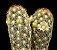 Mammillaria Elongata (cacto dedo de moça ) - Imagem 1