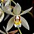 Coelogyne Flaccida - Imagem 1