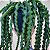 Rabo de porco -Cacto Lepismium Cruciforme Spiralis - Imagem 6