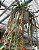 Rabo de porco -Cacto Lepismium Cruciforme Spiralis - Imagem 9