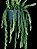 Rabo de porco -Cacto Lepismium Cruciforme Spiralis - Imagem 4