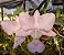 Cattleya Walkeriana Coerulea (DH x A15) - Imagem 1