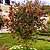 Calistema (Callistemon spp) - Imagem 3