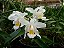 Orquídea Branca de Neve - Coelogyne Cristata - Imagem 4