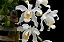 Orquídea Branca de Neve - Coelogyne Cristata - Imagem 3