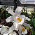 Orquídea Branca de Neve - Coelogyne Cristata - Imagem 2