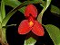 Maxillaria Sophronitis - Imagem 2
