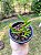 Mini Orquídea Maxillaria Sophronitis - Imagem 7