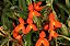 Mini Orquídea Maxillaria Sophronitis - Imagem 3